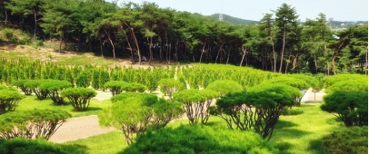 대부도수목장